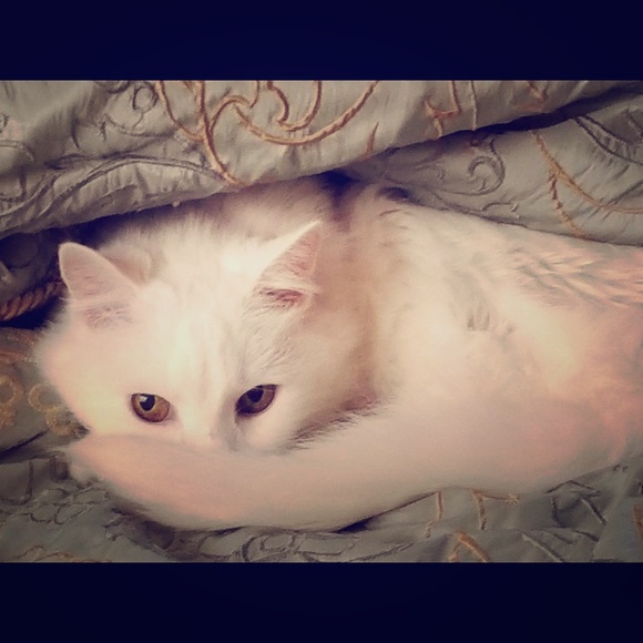 Meet your Posher, Heather - Picture 5 of 9